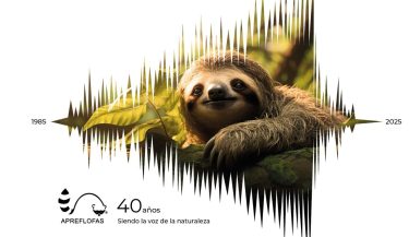 Perezoso sobre una rama dentro de una onda sonora, imagen de los 40 años de APREFLOFAS
