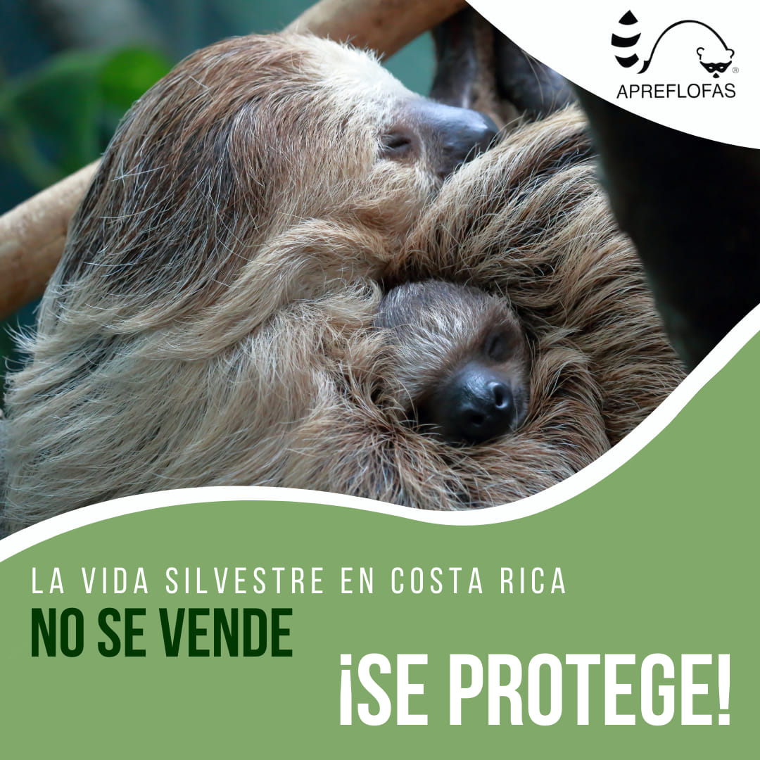 Perezosa con su cría: la vida silvestre en Costa Rica no se vende, ¡se protege!