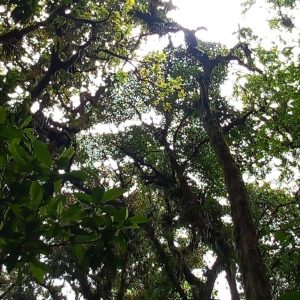 Día Internacional de los Bosques