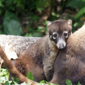 Conversatorio: “Propuesta de nuevo reglamento de la Ley de Conservación de Vida Silvestre” ¿Avances o retrocesos?